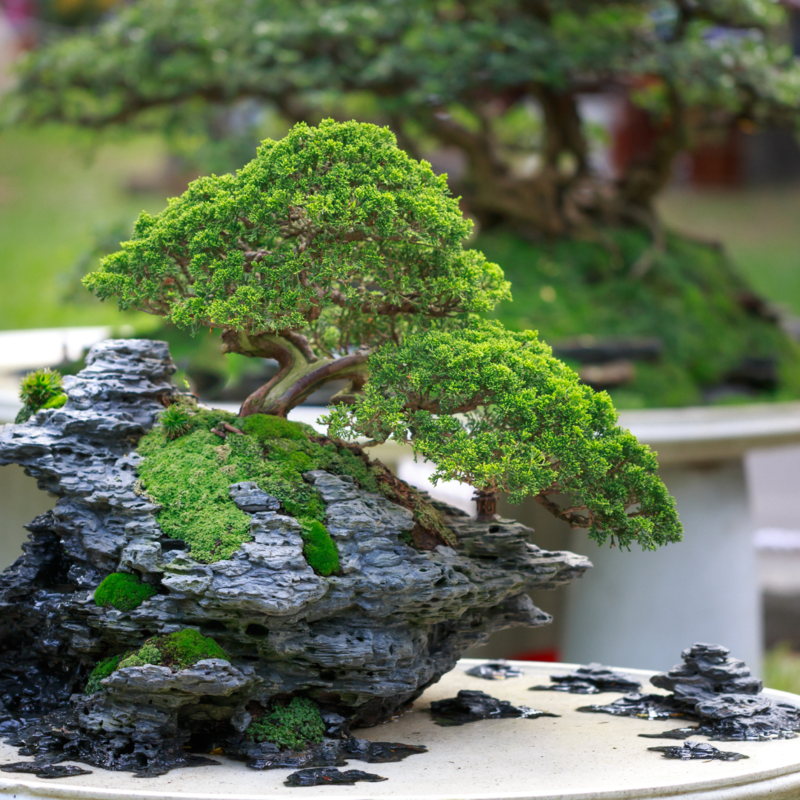 Bonsai in Fortezza