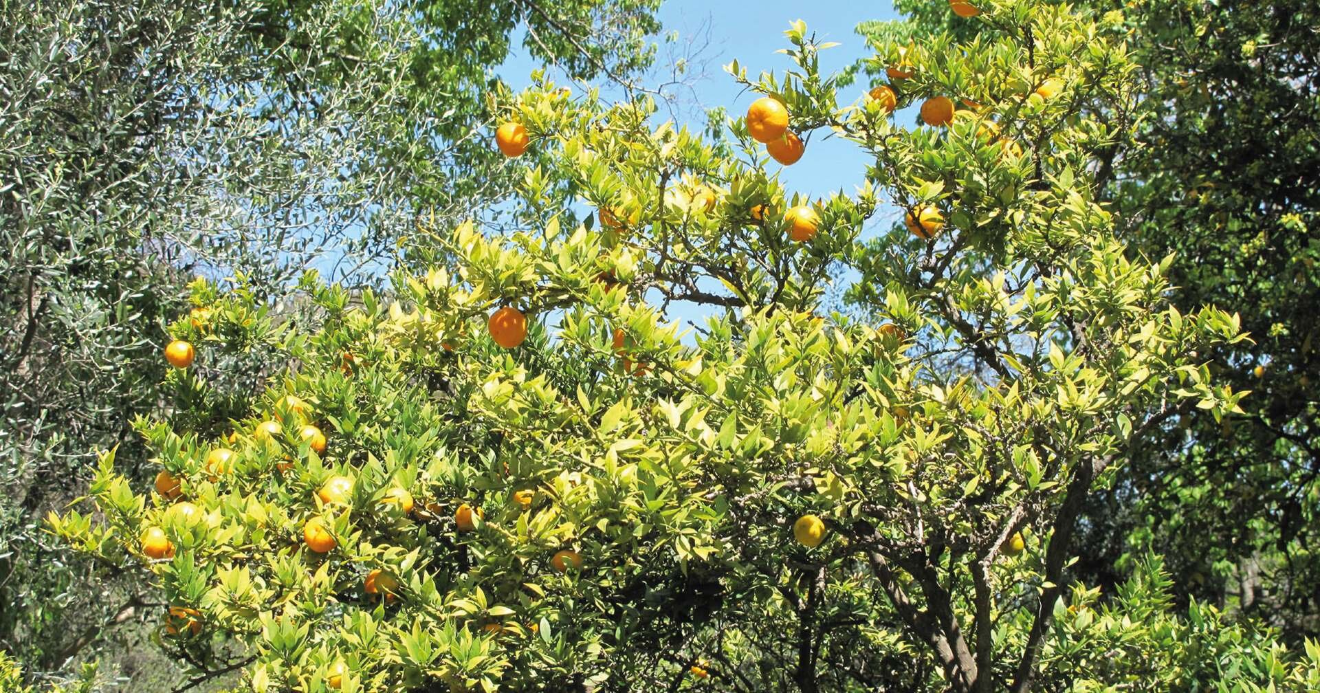 Chinotto | © Archivio Visitsavona