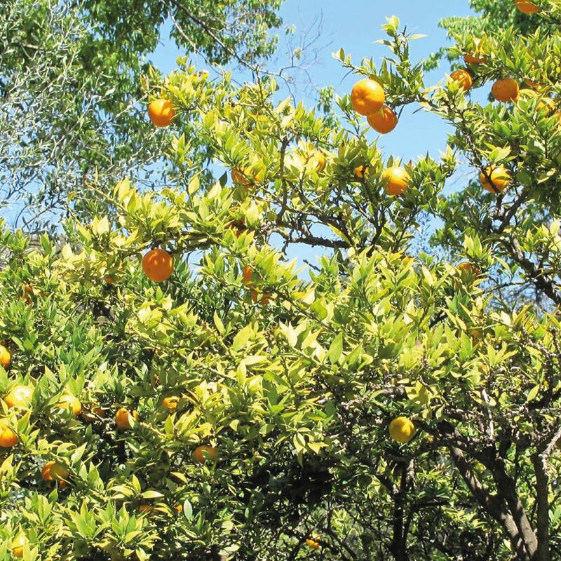 Chinotto | © Archivio Visitsavona